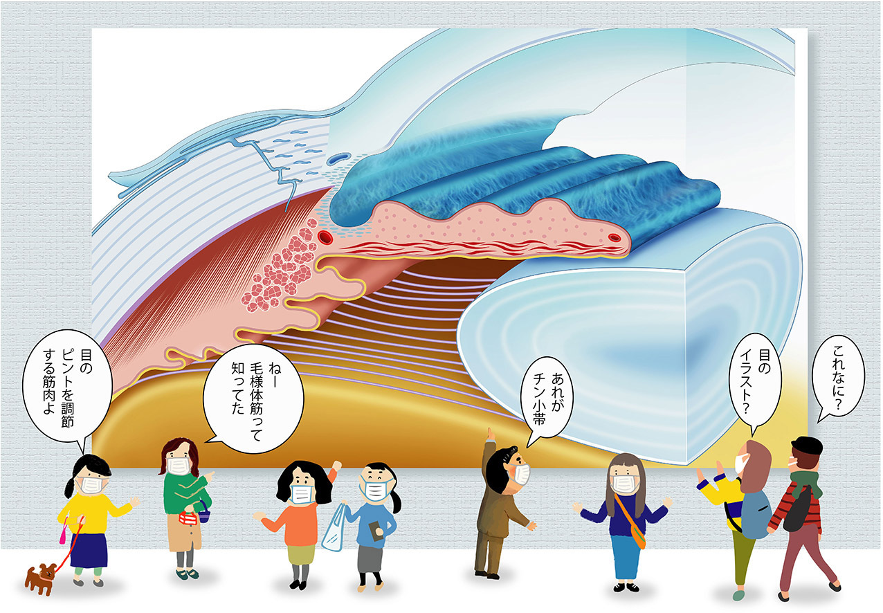 毛様体(もうようたい)とは of 視力回復の視力ケアセンター