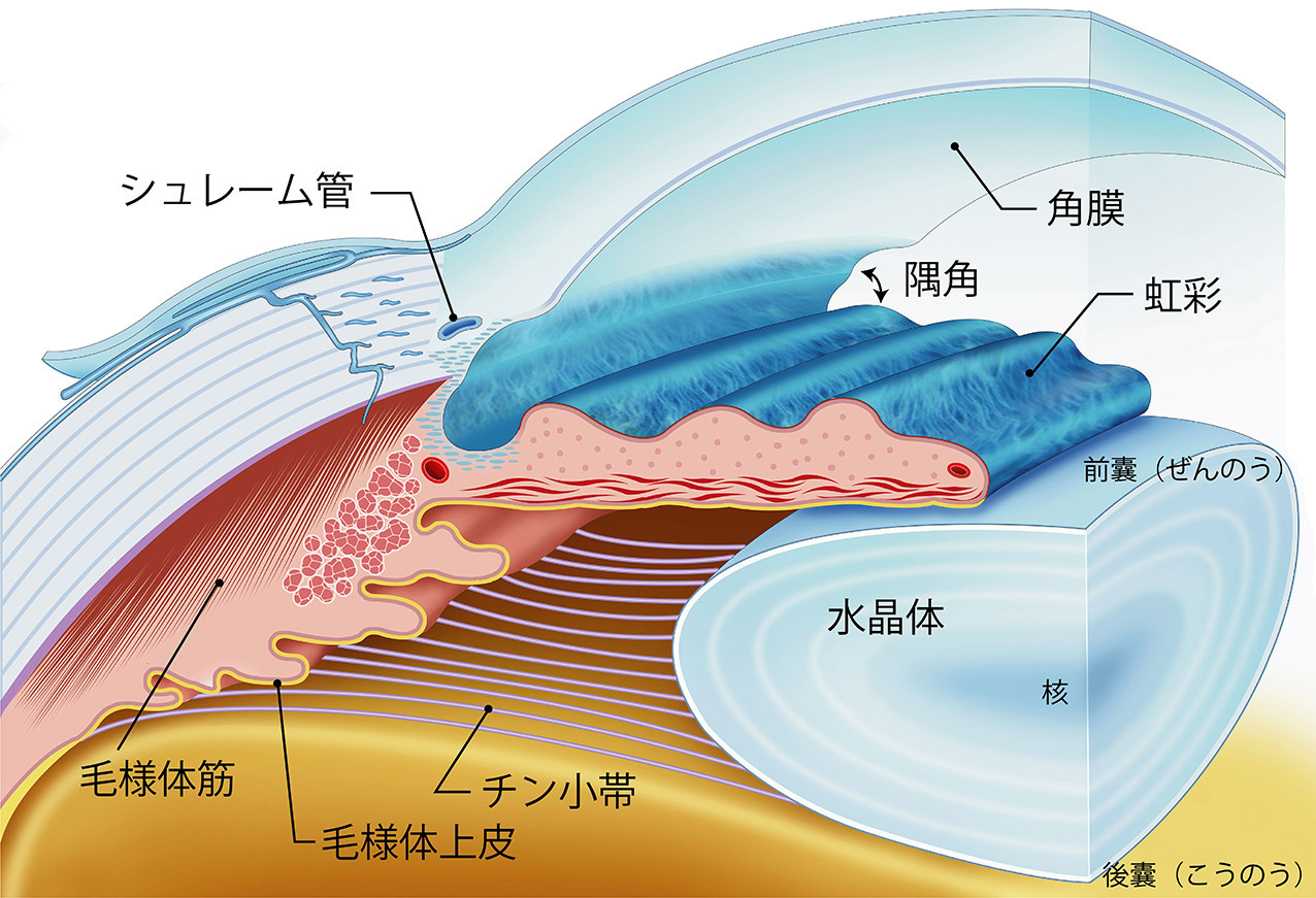 知っているようで知らない「毛様体」の実体。