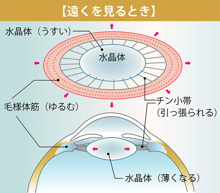 遠くを見るときは、毛様体が弛緩して輪が大きくなるので、チン小帯が外側に引っ張られ、結果、水晶体は薄くなる。