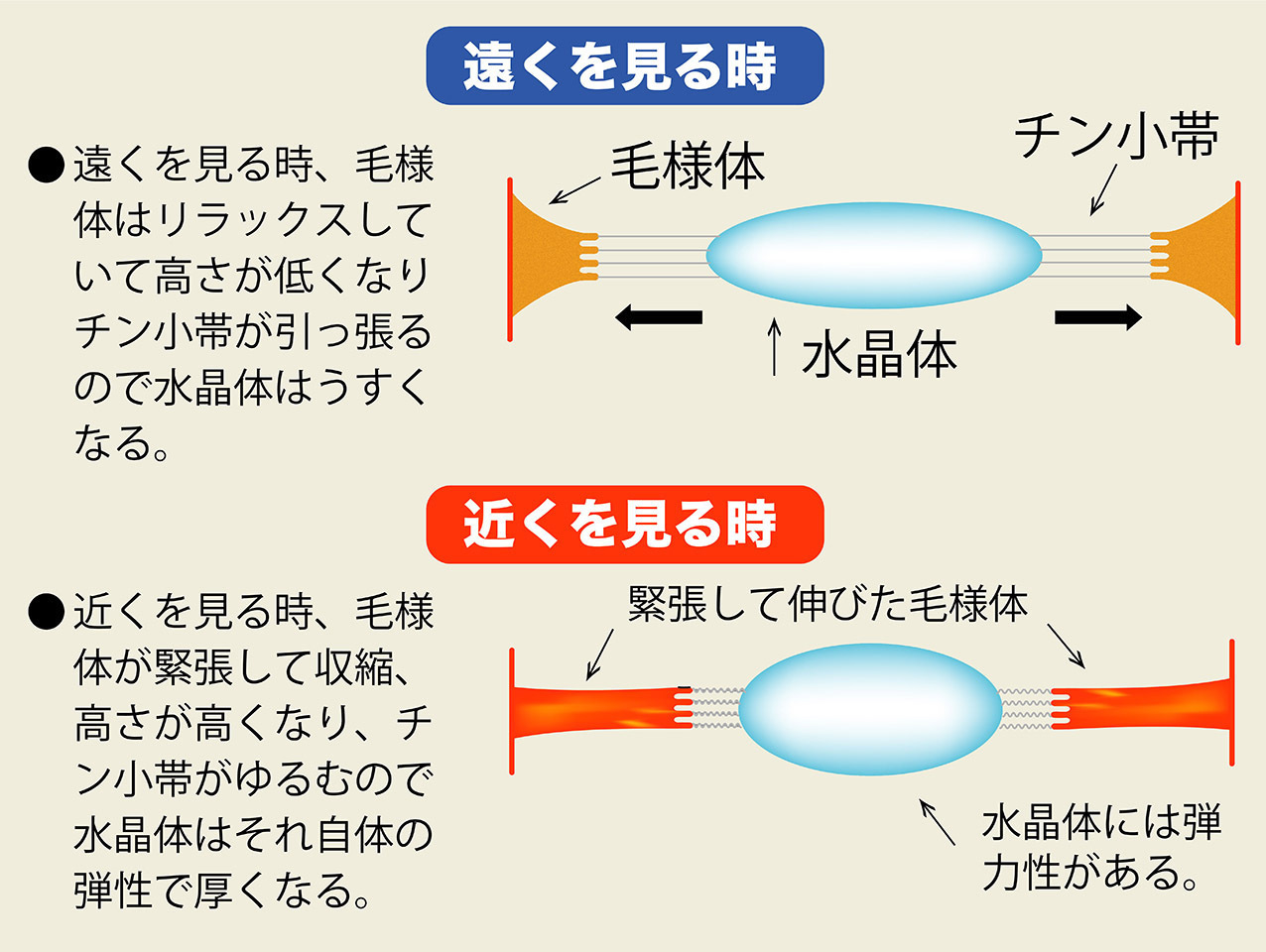 このサイトでは、「近くを見るとき→毛様体が緊張して収縮、高さが高くなり、チン小帯がゆるむので水晶体はそれ自体の弾性で厚くなる」と説明していますが、これは理解しやすいようにと書いています。