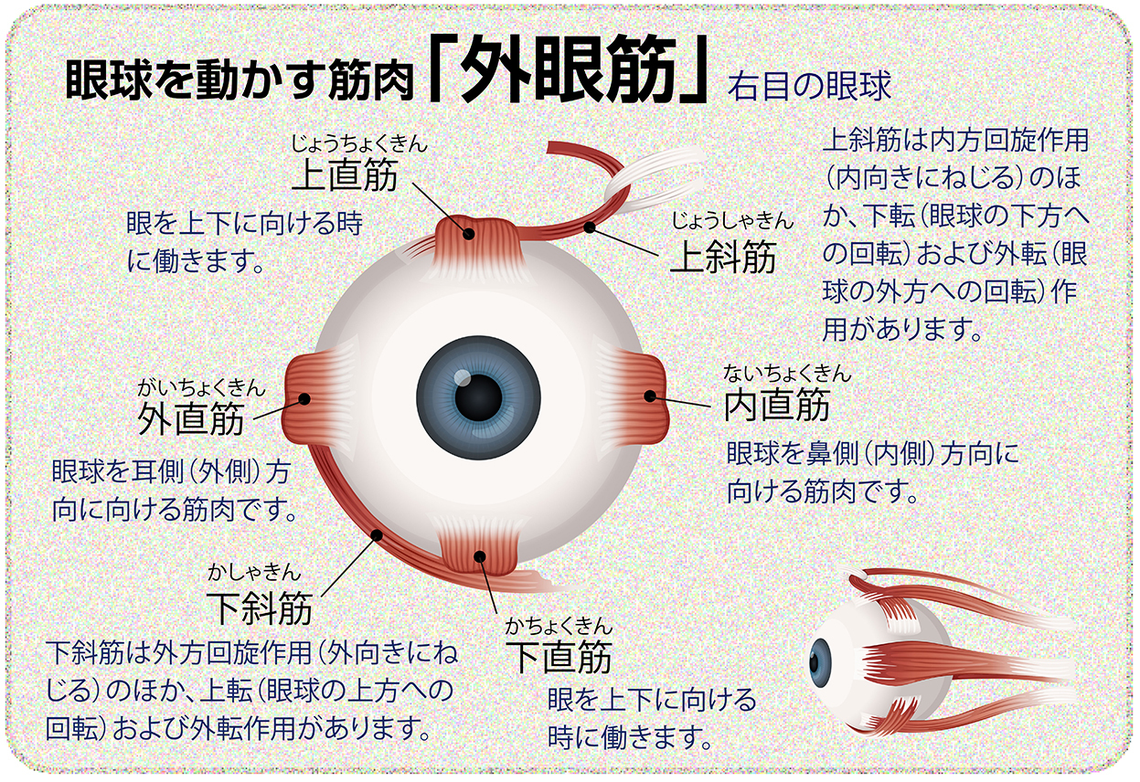 眼球を動かす筋肉、外眼筋。