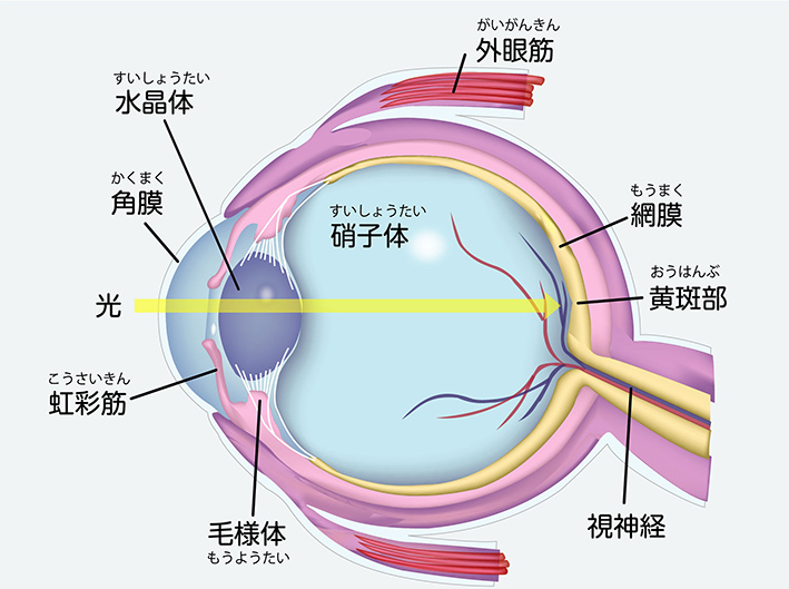 眼球の構造イラスト