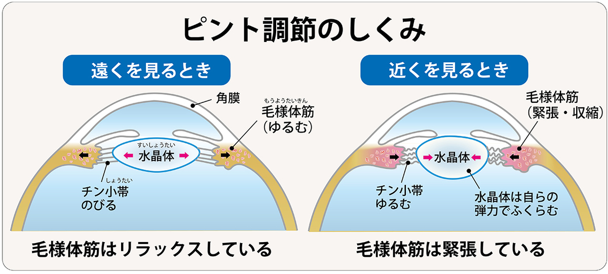 なぜ、近くのものを見ると目が疲れるのか?