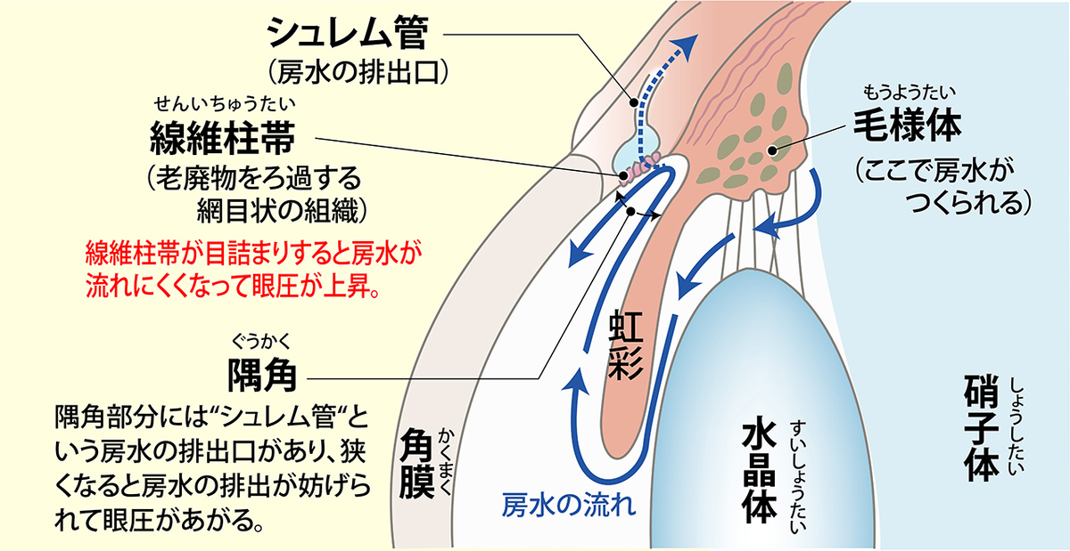 眼圧の上昇で視野が狭まる目の病気【緑内障】