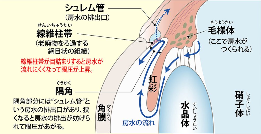 イラストで詳細に解説。緑内障とは!