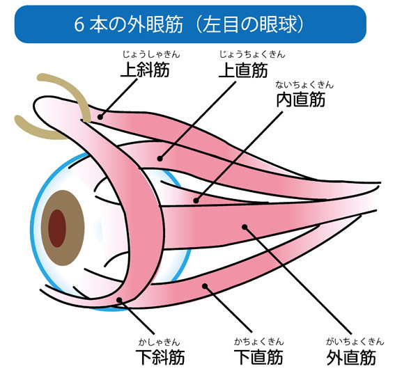 視力回復体操・視力回復トレーニング