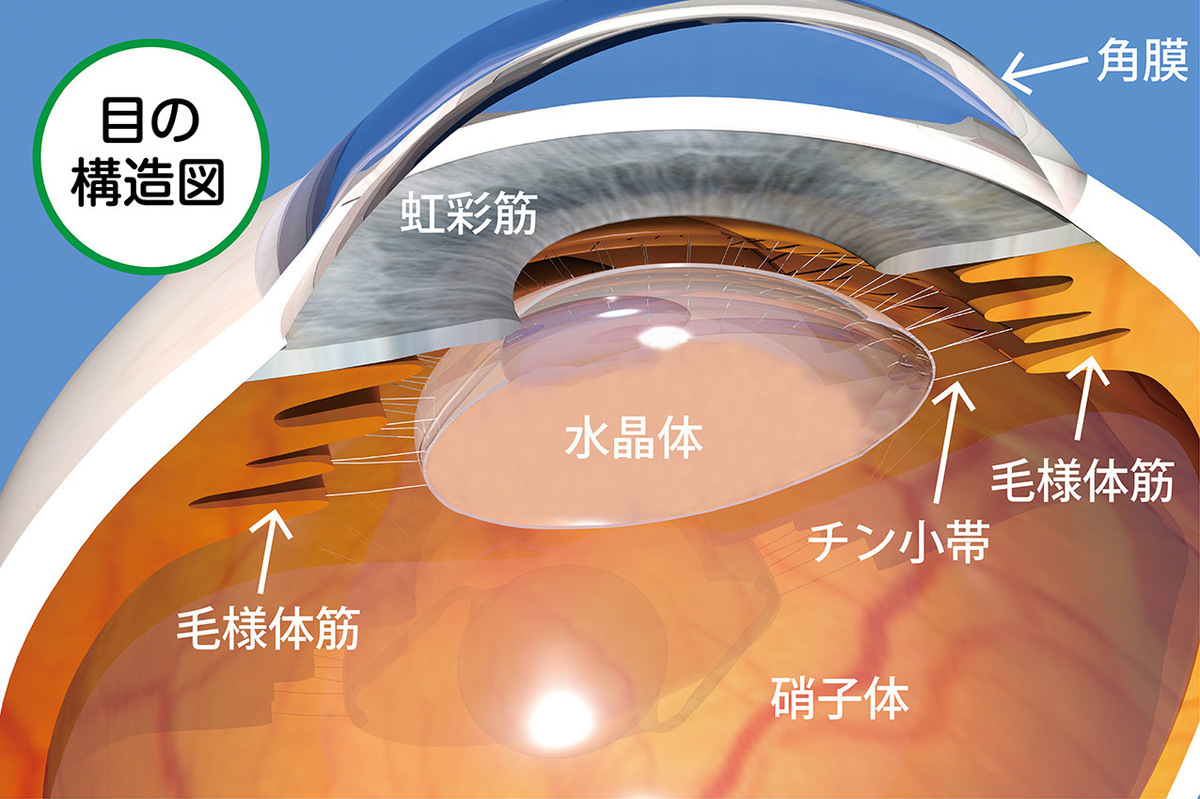 目の構造と機能…目の仕組みを知って、目の病気を理解する