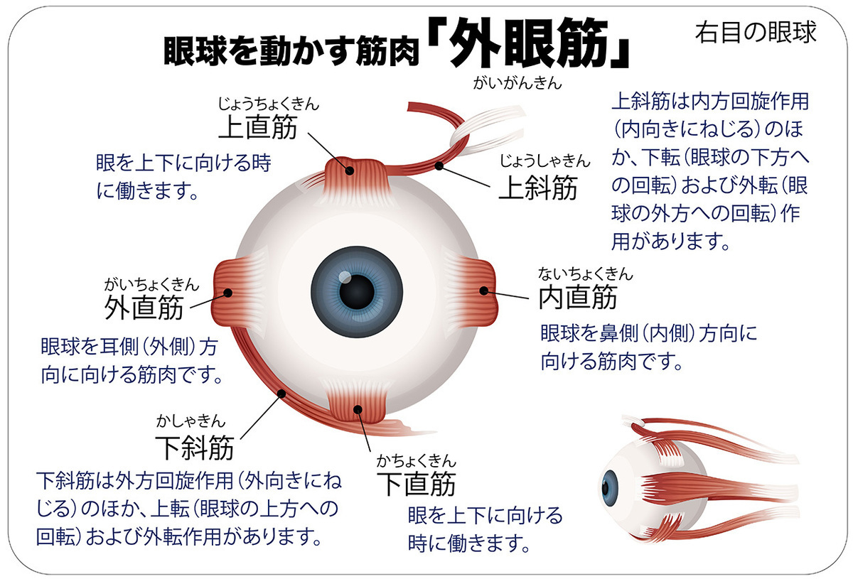 ものが「二重」に見えたら「サギングアイ症候群」かも。