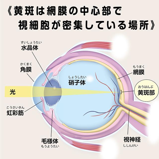 老眼・白内障に効く食材、それが「ほうれん草」