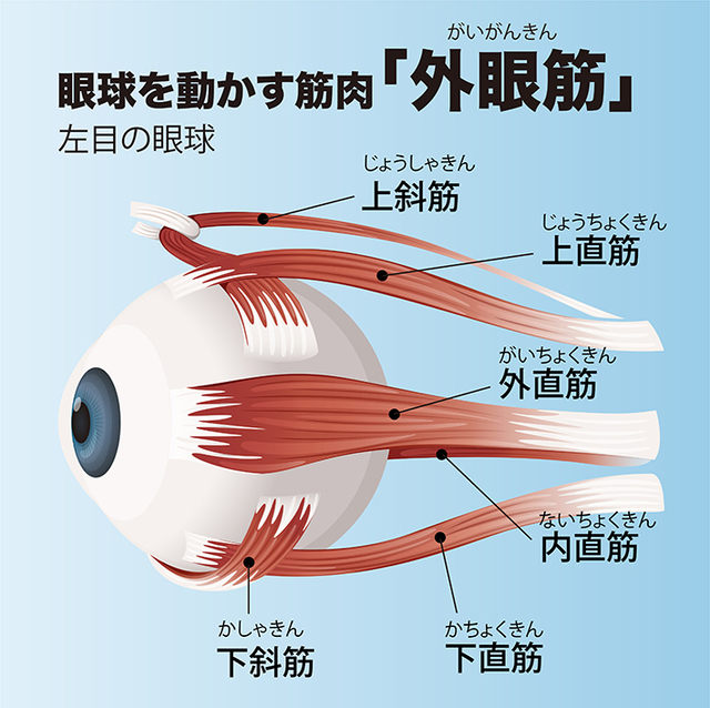 高齢者こそ、動体視力を鍛えることが大切。