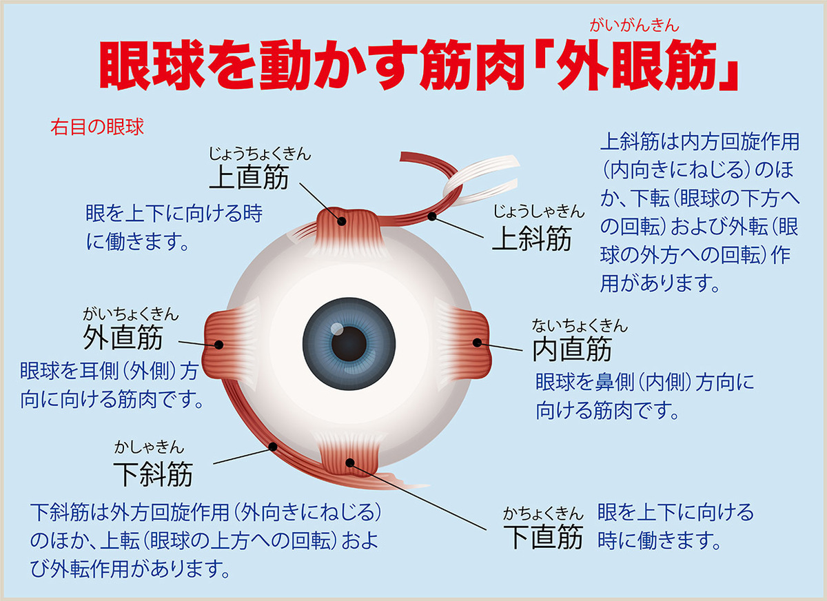 目が疲れる、ものがダブって見える、それは“斜位”のせいかも。