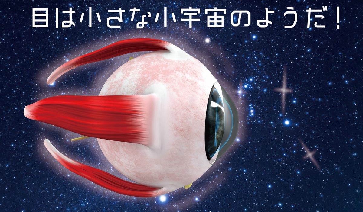 目の構造と機能…目の仕組みを知って、目の病気を理解する