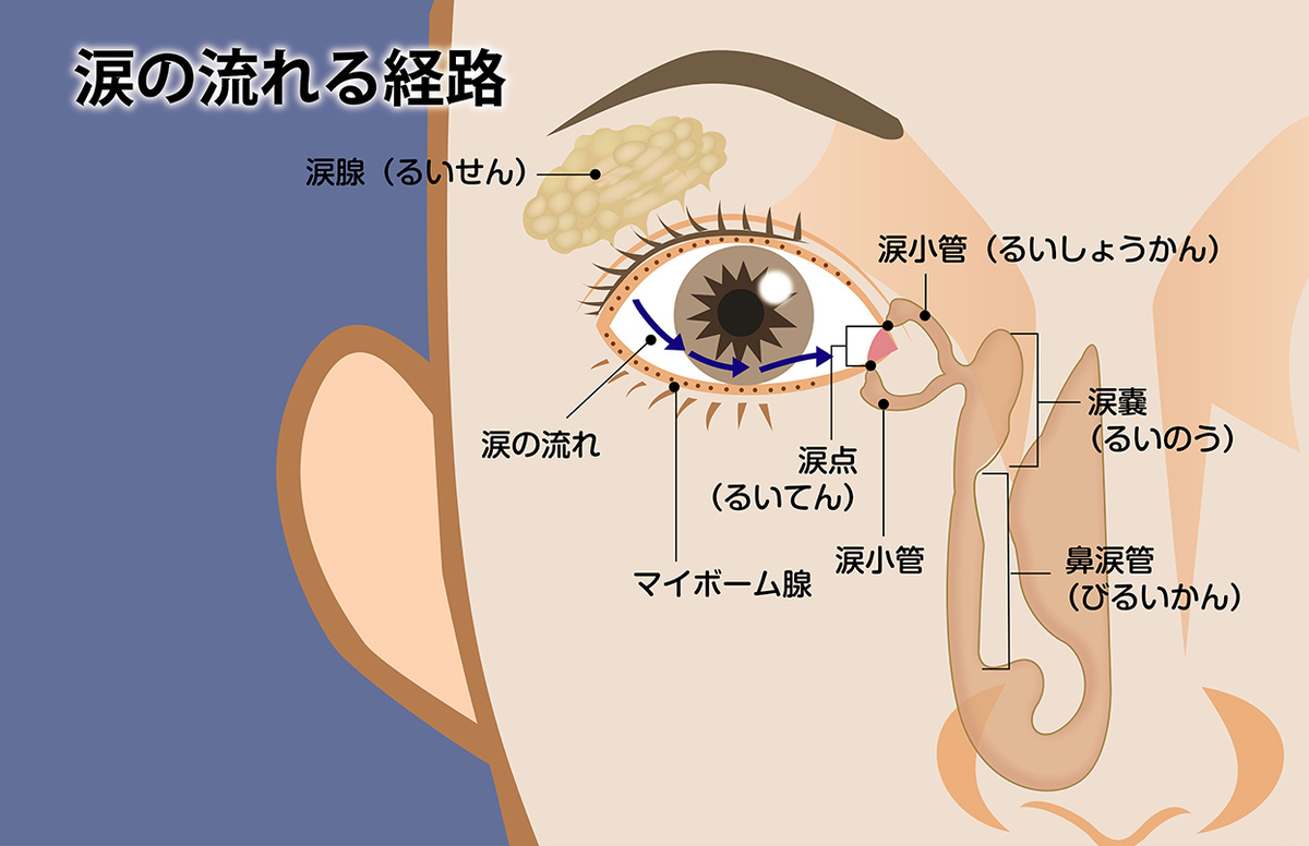 “涙”の秘密を知ることが、目の健康につながる。