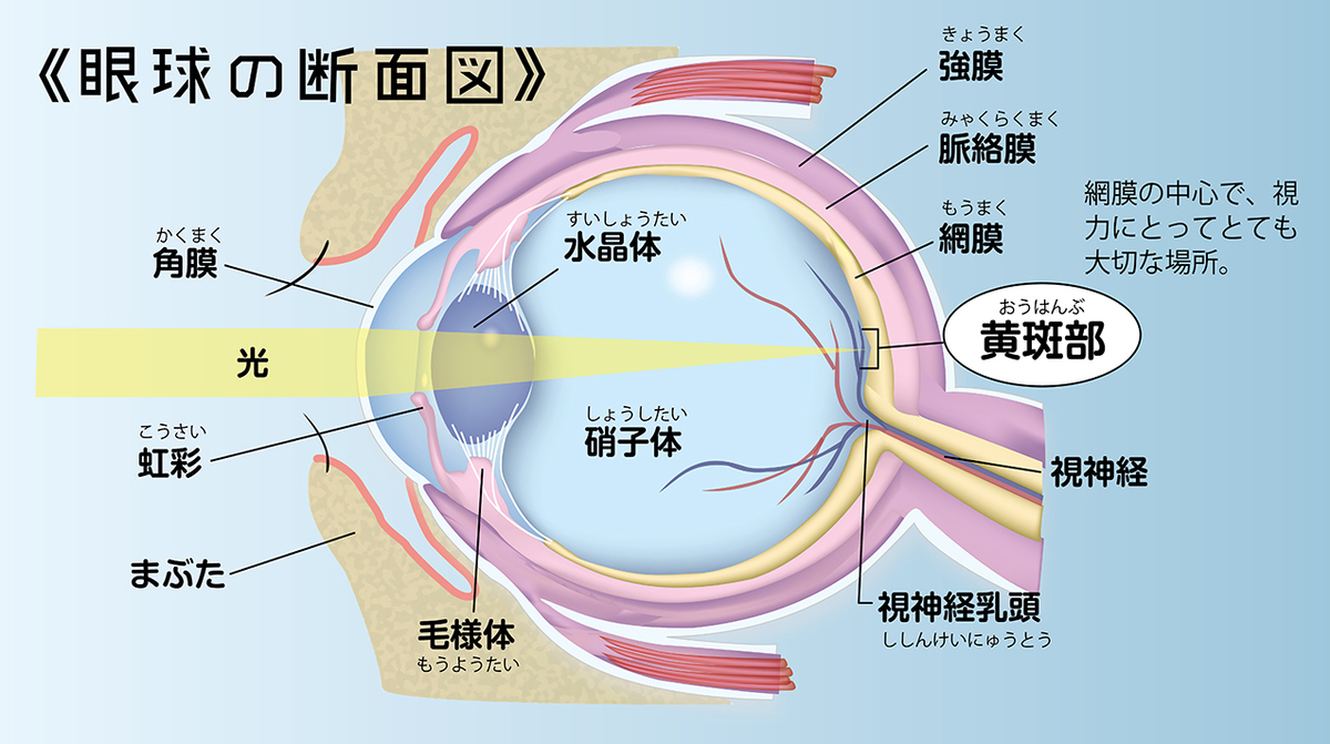 高齢者こそ、動体視力を鍛えることが大切。