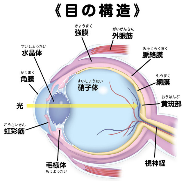 眼精疲労や白内障・ドライアイ対策にブロッコリー