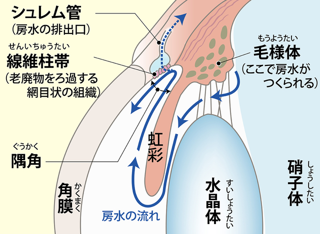 眼圧の上昇で視野が狭まる目の病気【緑内障】