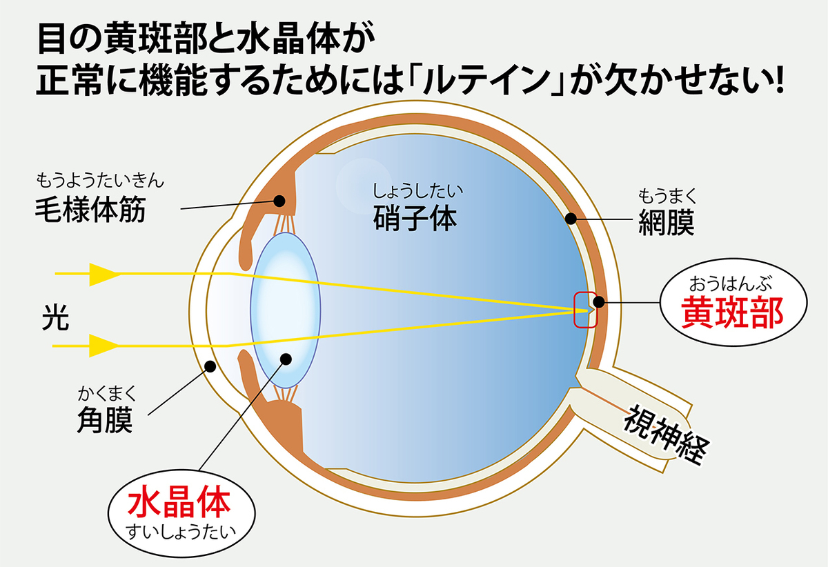 老眼・白内障に効く食材、それが「ほうれん草」