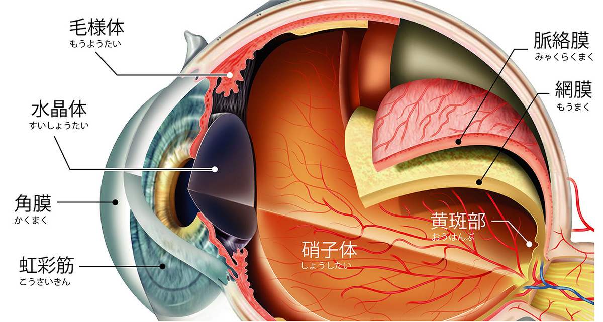 中高年の目の病気 ①　白内障と白内障手術