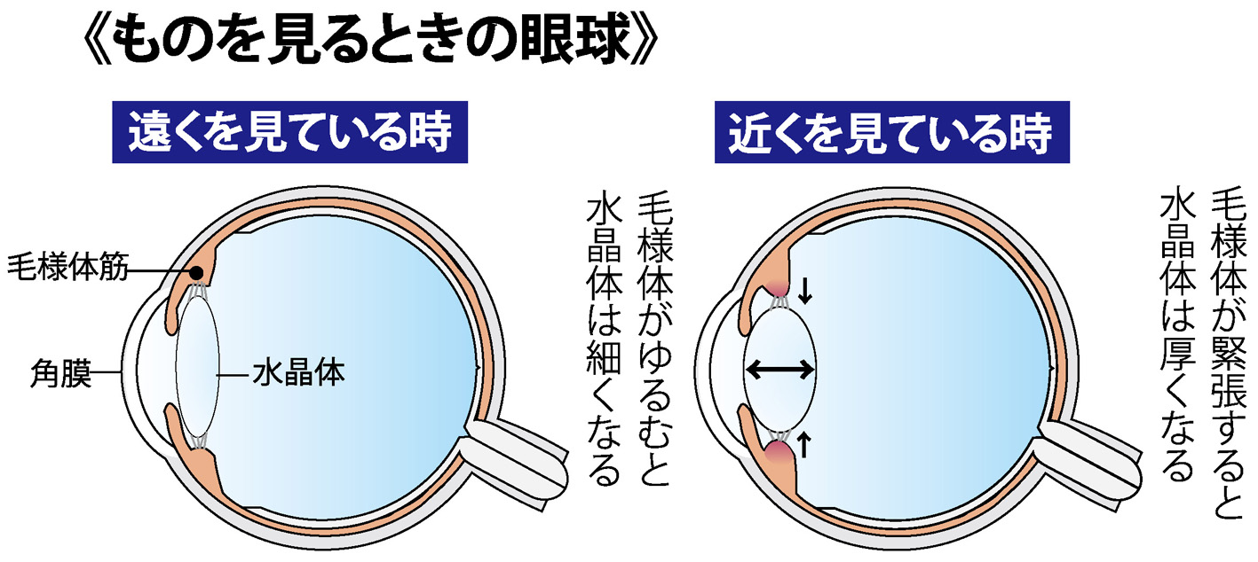 ものを見るときの眼球